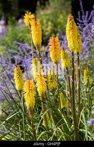 Kniphofia fiori. Red Hot Poker fiori in un confine erbacee. Foto Stock