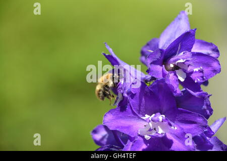 Bee raccogliendo il polline su un fiore Larkspur Foto Stock