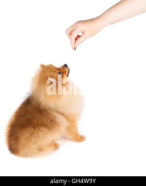 Persona dà un pezzo di cibo per cani al rosso di Pomerania spitz Foto Stock