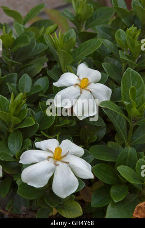 Gardenia jasminoides, Bianco perla Foto Stock