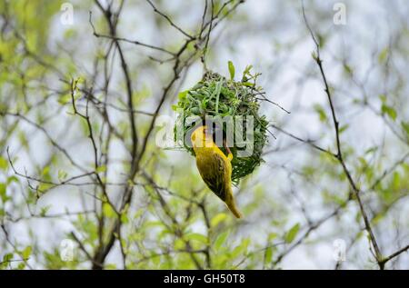 Zoologia / animali, uccelli (Aves), Golden Weaver (Ploceus subaureus) costruire al suo nido, vicino a Salalah, Dhofar Governatorato, Oman, Est Additional-Rights-Clearance-Info-Not-Available Foto Stock