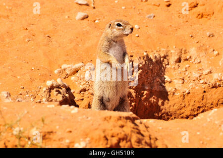 Zoologia / animali, mammifero (mammalia), capo di massa (scoiattolo Xerus inauris) nel Kgalagadi parco transfrontaliero, Deserto Kalahari, Sud Africa, Africa, Additional-Rights-Clearance-Info-Not-Available Foto Stock