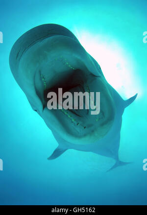 Ritratto closeup di balena Beluga a bocca aperta, balena bianca Beluga (Delphinapterus leucas) con bocca aperta nell'acqua blu Foto Stock