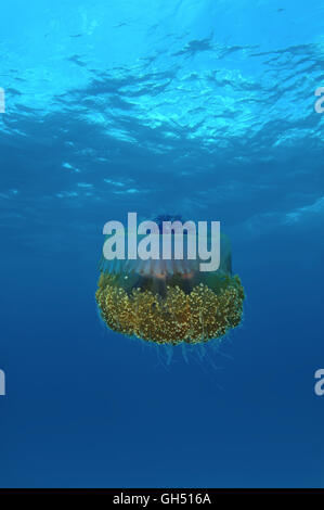 Il cavolfiore meduse, corona meduse o corona gelatina di mare (Cephea cephea) Oceano Indiano, Maldive Foto Stock