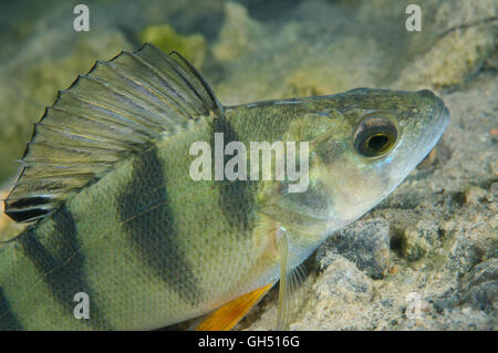 Unione pesce persico, Redfin pesce persico o inglese pesce persico (Perca fluviatilis) Europa orientale Foto Stock