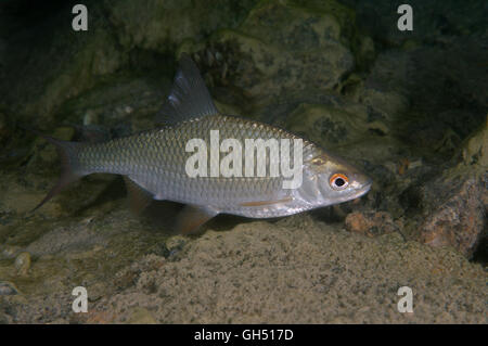 Rudd comune o comuni o roach (Scardinius erythrophthalmus) Europa orientale Foto Stock