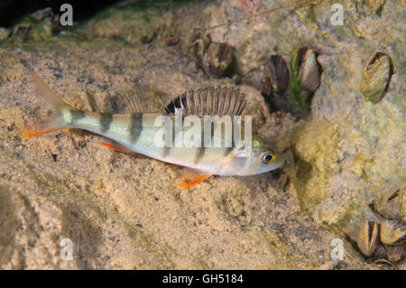 Unione pesce persico, Redfin pesce persico o inglese pesce persico (Perca fluviatilis) Europa orientale Foto Stock