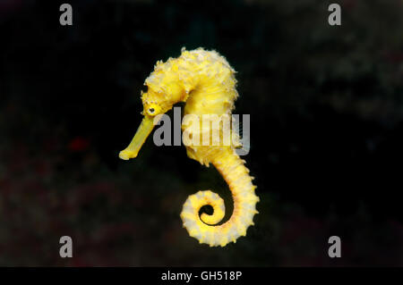 Yellow Sea Horse, estuari cavalluccio, Oceanic Sea Horse, macchiato o cavalluccio marino (Hippocampus Kuda) Indo-pacifico, Filippine Foto Stock