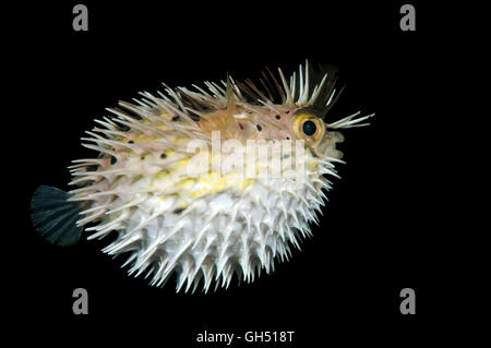 Lungo la colonna vertebrale, porcupinefish Longspined porcupinefish o Freckled porcupinefish (Diodon holocanthus) Indo-pacifico, Filippine Foto Stock