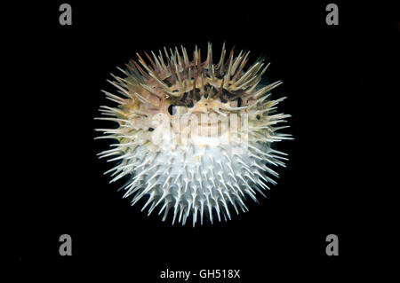 Lungo la colonna vertebrale, porcupinefish Longspined porcupinefish o Freckled porcupinefish (Diodon holocanthus) Indo-pacifico, Filippine Foto Stock