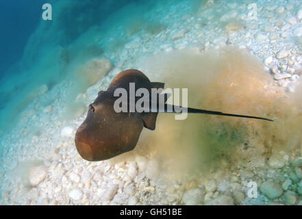 Comune di stingray, stingray blu o stingray in marmo (Dasyatis pastinaca) il Mar Nero, la Crimea Foto Stock