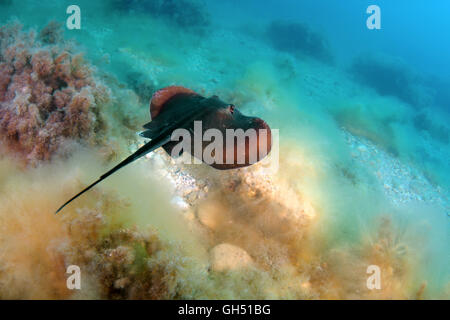 Comune di stingray, stingray blu o stingray in marmo (Dasyatis pastinaca) il Mar Nero, la Crimea Foto Stock