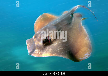 Comune di stingray, stingray blu o stingray in marmo (Dasyatis pastinaca) il Mar Nero, la Crimea Foto Stock