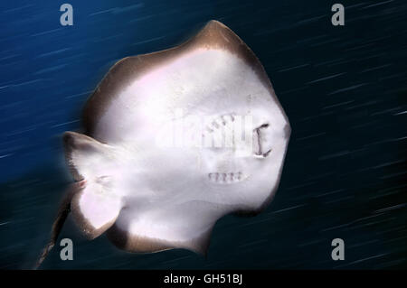 Comune di stingray, stingray blu o stingray in marmo (Dasyatis pastinaca) il Mar Nero, la Crimea Foto Stock