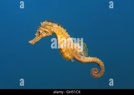 Maned Cavalluccio Marino o a lunga snouted seahorse (Hippocampus guttulatus) nuota nelle acque blu nel Mar Nero Foto Stock