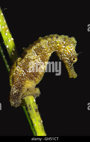 Maned Cavalluccio Marino o a lunga snouted seahorse (Hippocampus guttulatus) Mar Nero Foto Stock