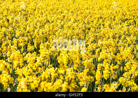 Molti giallo narcisi, narcisi campo nei pressi di Lisse, South Holland, Paesi Bassi, Foto Stock