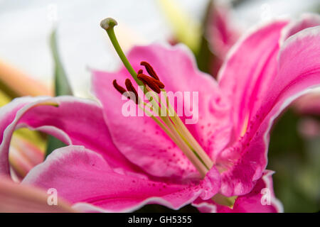 Il Lilium oriental tromba, Lily impianto, fiore, Lily famiglia delle liliacee, orchidee Foto Stock