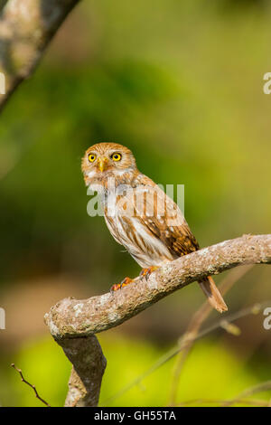 Ferruginosa Glaucidium Pygmy-Owl brasilianum El tuito, Jalisco, Messico 13 giugno adulto titonidi Foto Stock