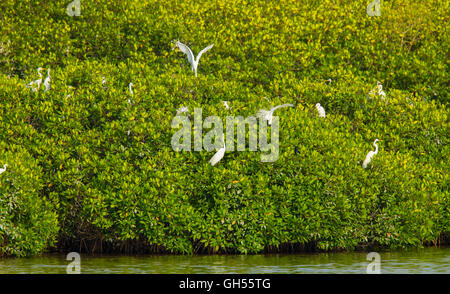 Airone bianco maggiore Ardea alba San Blas, Nayarit, Messico 7 giugno adulti a colonia di allevamento di mangrovie. Ardeidi Foto Stock