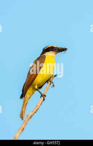 Grande Kiskadee Pitangus sulfuratus El tuito, Jalisco, Messico 12 giugno adulto con Wolf Spider. Tyrannidae Foto Stock