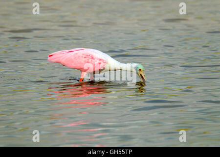 Roseate Spoonbill Ajaia ajaja San Blas, Nayarit, Messico 7 giugno adulti in allevamento alimentazione piumaggio. Threskiornithidae Foto Stock