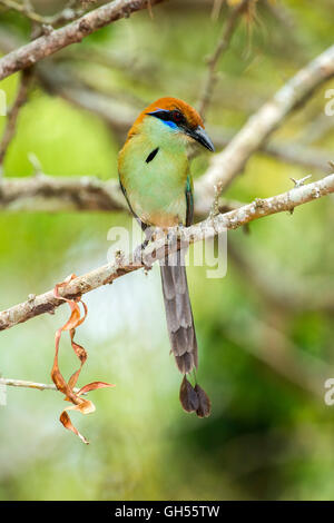 Color ruggine-crowned Motmot Momotus mexicanus El tuito, Jalisco, Messico 12 Giugno Momotidae adulti Foto Stock