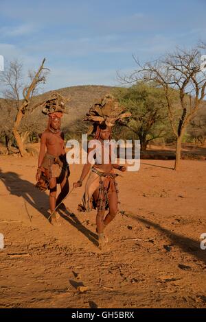 Geografia / viaggi, Namibia, giovani donne himba presso la raccolta di legno vicino al villaggio Epaco, vicino Ombombo, Kaokoveld, Additional-Rights-Clearance-Info-Not-Available Foto Stock