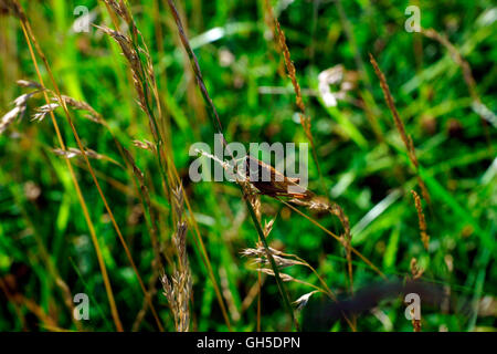 GRASSHOPPER appoggiata sull'erba Foto Stock