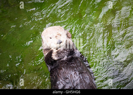 Una femmina di Sea Otter (Enhydra lutris) presso il Vancouver Aquarium di Vancouver, British Columbia, Canada. Foto Stock