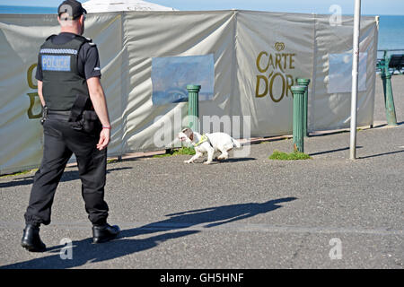 Sniffer di polizia cane in azione con il gestore sul lungomare di Brighton Regno Unito Foto Stock