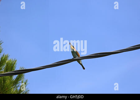 Bee eater o Merops apiaster mangiare un'ape arroccato su di un filo in Italia gruccione da Ruth Swan Foto Stock