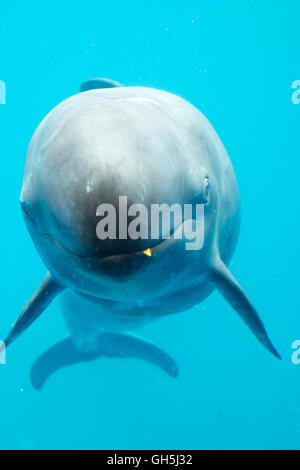 Un bambino interagisce con un falso Killer Whale (Pseudorca crassidens) presso il Vancouver Aquarium di Vancouver, Canada. Foto Stock