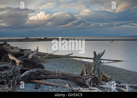 Legname Flotsam si è incagliata al Surfside Bay Parksville, Isola di Vancouver BC. In Canada. SCO 11,141. Foto Stock