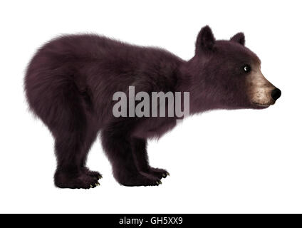 3D rendering di un Black Bear Cub isolati su sfondo bianco Foto Stock