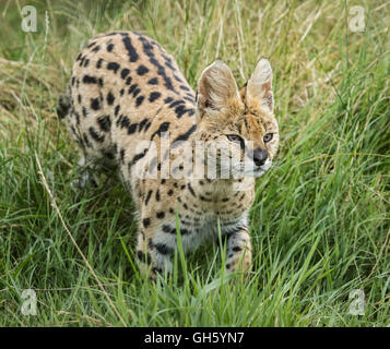 Serval big cat camminando in erba lunga Foto Stock