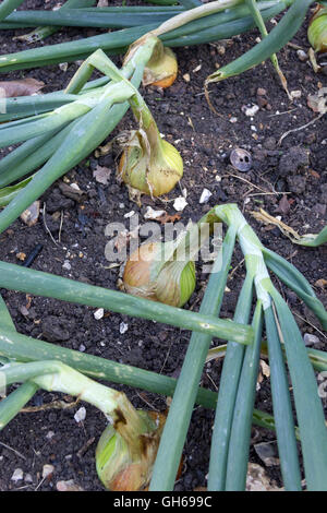 Maturazione cipolle organico in un letto rialzato Foto Stock