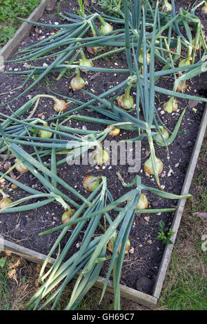 Maturazione cipolle organico in un letto rialzato Foto Stock