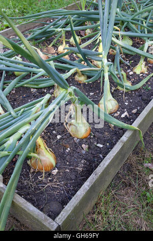 Maturazione cipolle organico in un letto rialzato Foto Stock