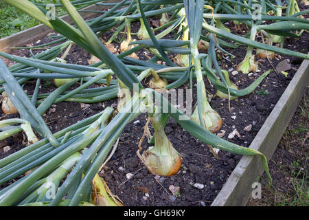 Maturazione cipolle organico in un letto rialzato Foto Stock