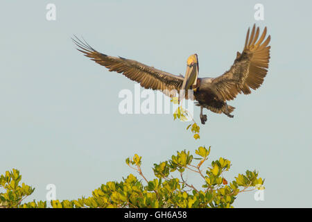 Adulto pellicano marrone con materiale di nesting Foto Stock