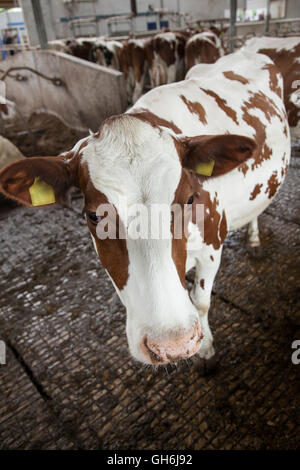 Il bianco e il rosso mucca rappresenta in Fattoria Barn con altre vacche in background Foto Stock