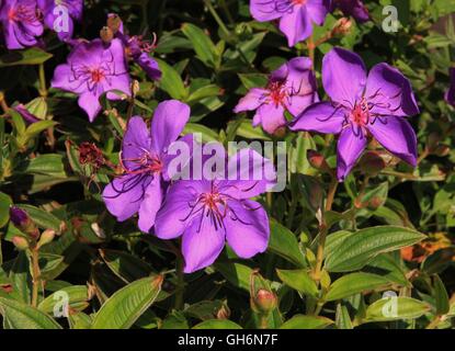 Gloria bush, bush con splendidi fiori viola. Foto Stock