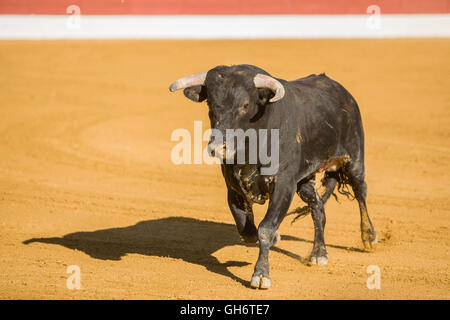 La cattura della figura di un coraggioso bull in una corrida, Spagna Foto Stock