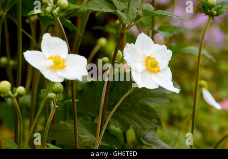 Due bianchi giapponesi fiori anemone - windflowers - in un giardino Foto Stock