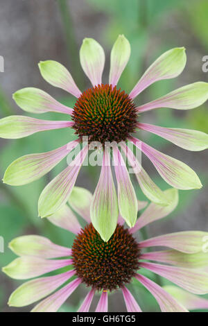 Echinacea purpurea " Verde invidia'. Coneflower Foto Stock