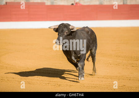 La cattura della figura di un coraggioso bull in una corrida, Spagna Foto Stock