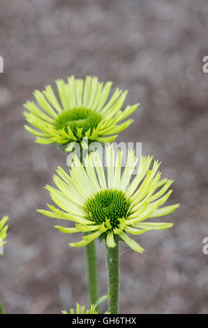 Echinacea purpurea 'gioiello verde". Coneflower Foto Stock