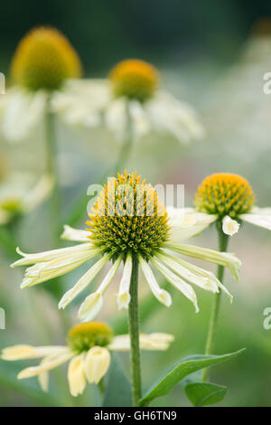 Echinacea purpurea 'giallo spider". Coneflower Foto Stock