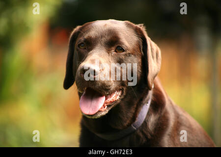 Il Labrador cioccolato Foto Stock